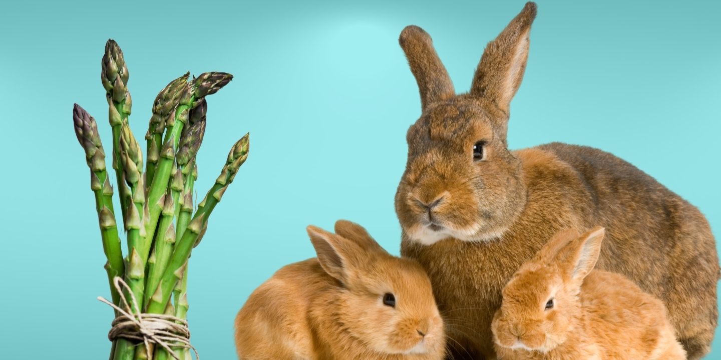 Can Rabbits eat asparagus? The answer revealed
