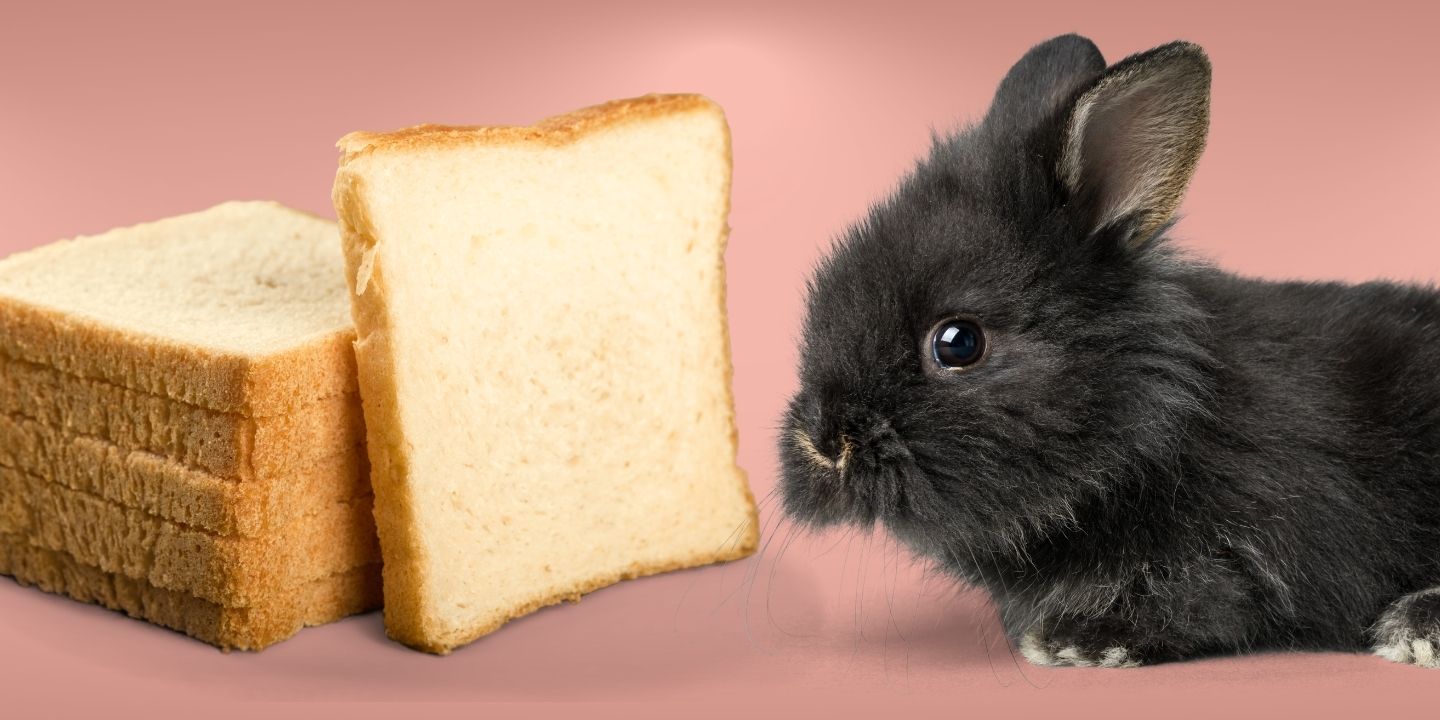 Can Rabbits Eat Bread? The Dos and Don'ts