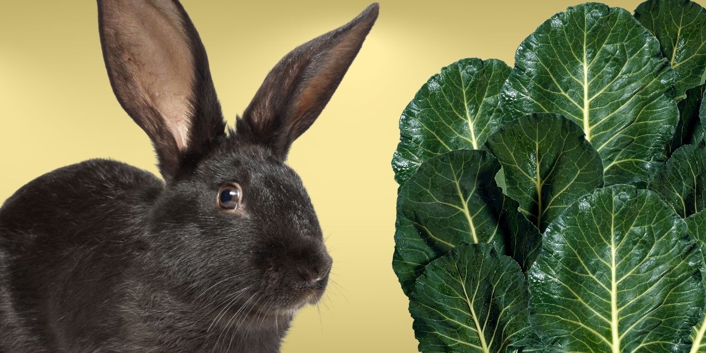 Can rabbits eat collard greens? A Comprehensive Guide