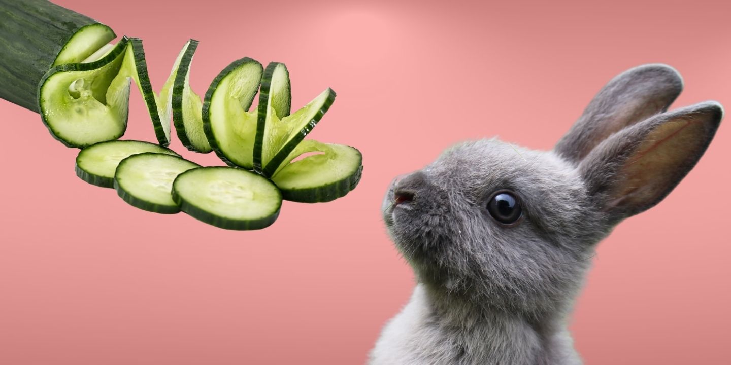 Can Rabbits Eat Cucumber? Everything You Need To Know