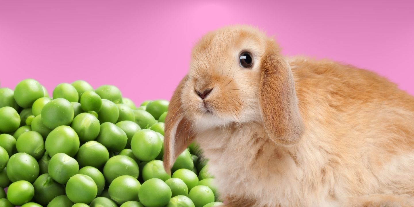 Can rabbits eat peas? Read Before You Feed