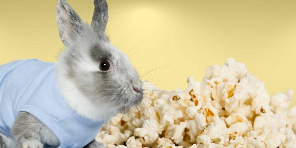 Can Rabbits Eat Oats? The Dos and Don'ts