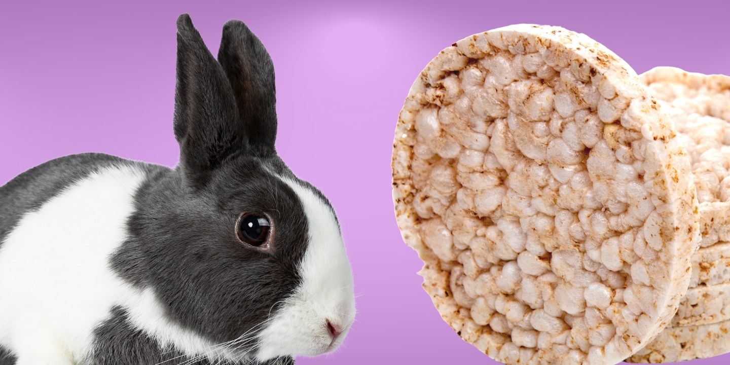 Can Rabbits Eat Rice Cakes? A Comprehensive Guide
