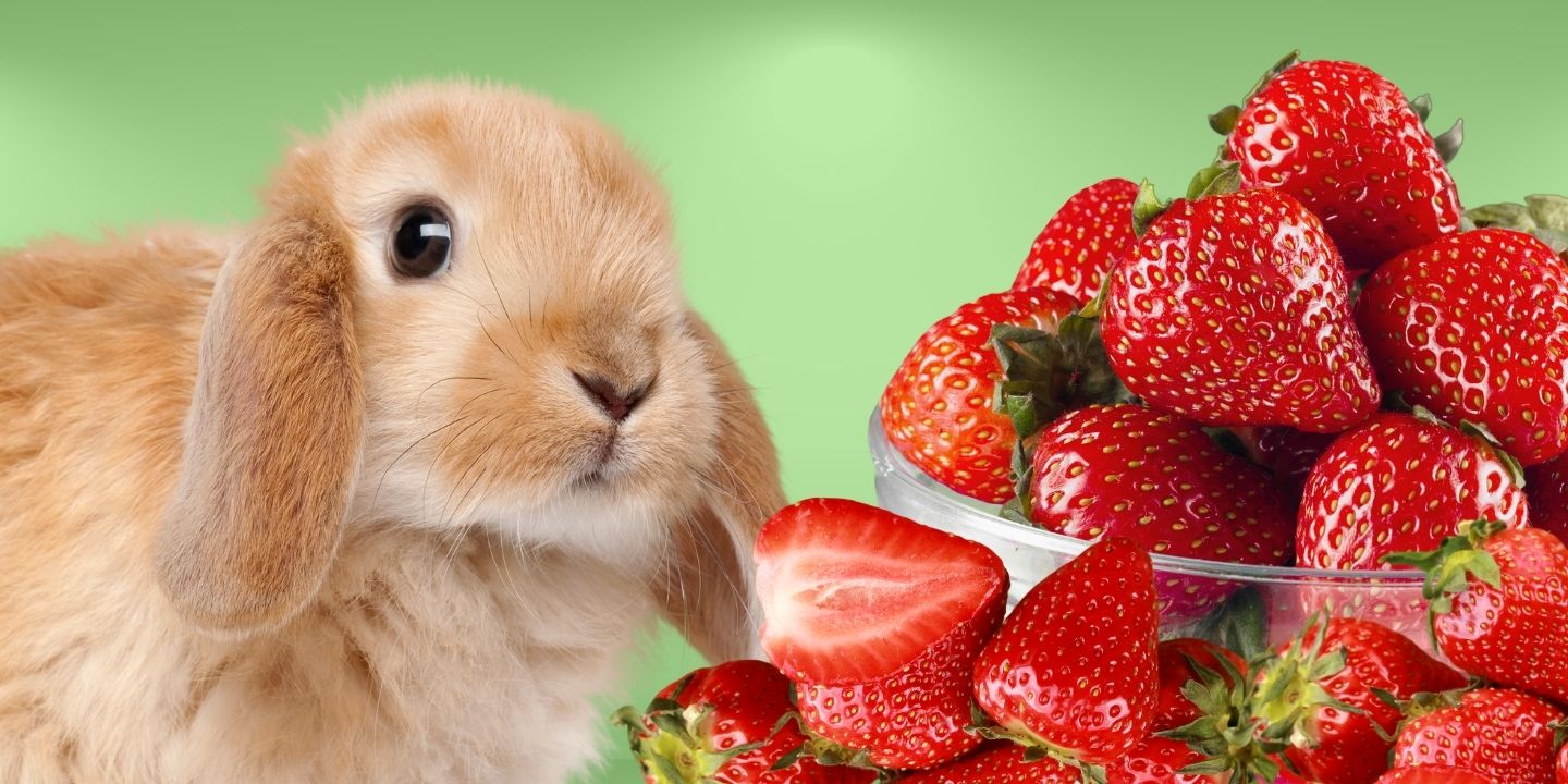 Can Rabbits Eat Strawberries? A Comprehensive Guide
