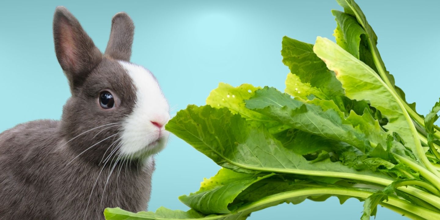 Can rabbits eat turnip greens? A comprehensive guide