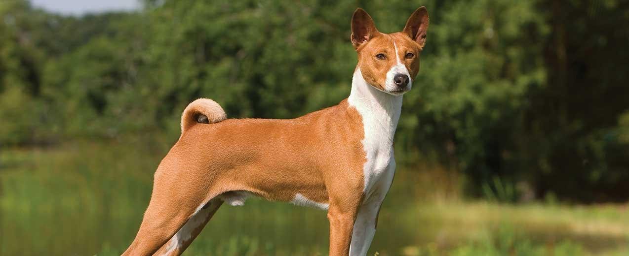 Top 12 Most Dangerous Dog Breeds Petsforcare