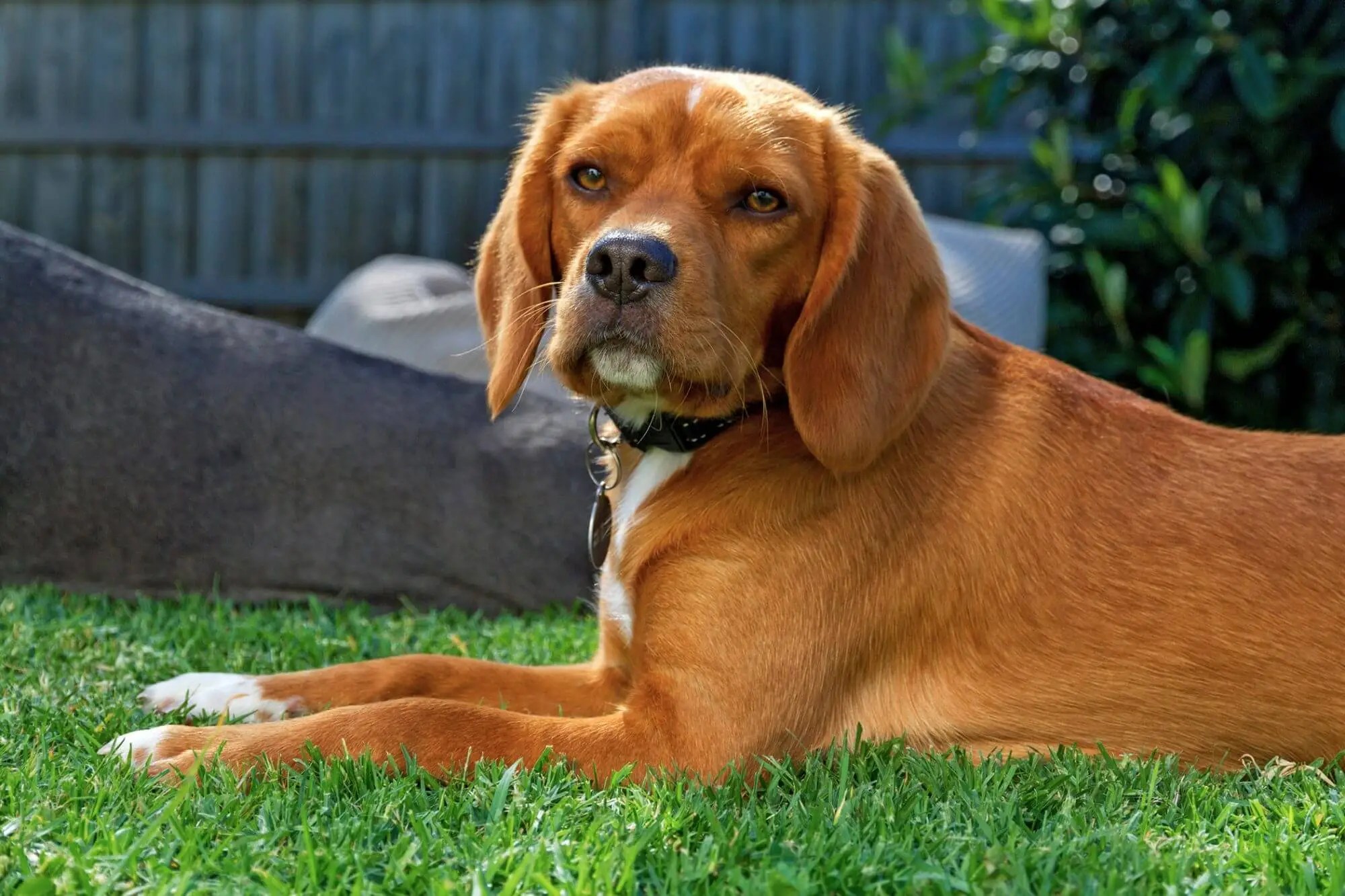 Beaglier For Sale PetsForHomes Australia