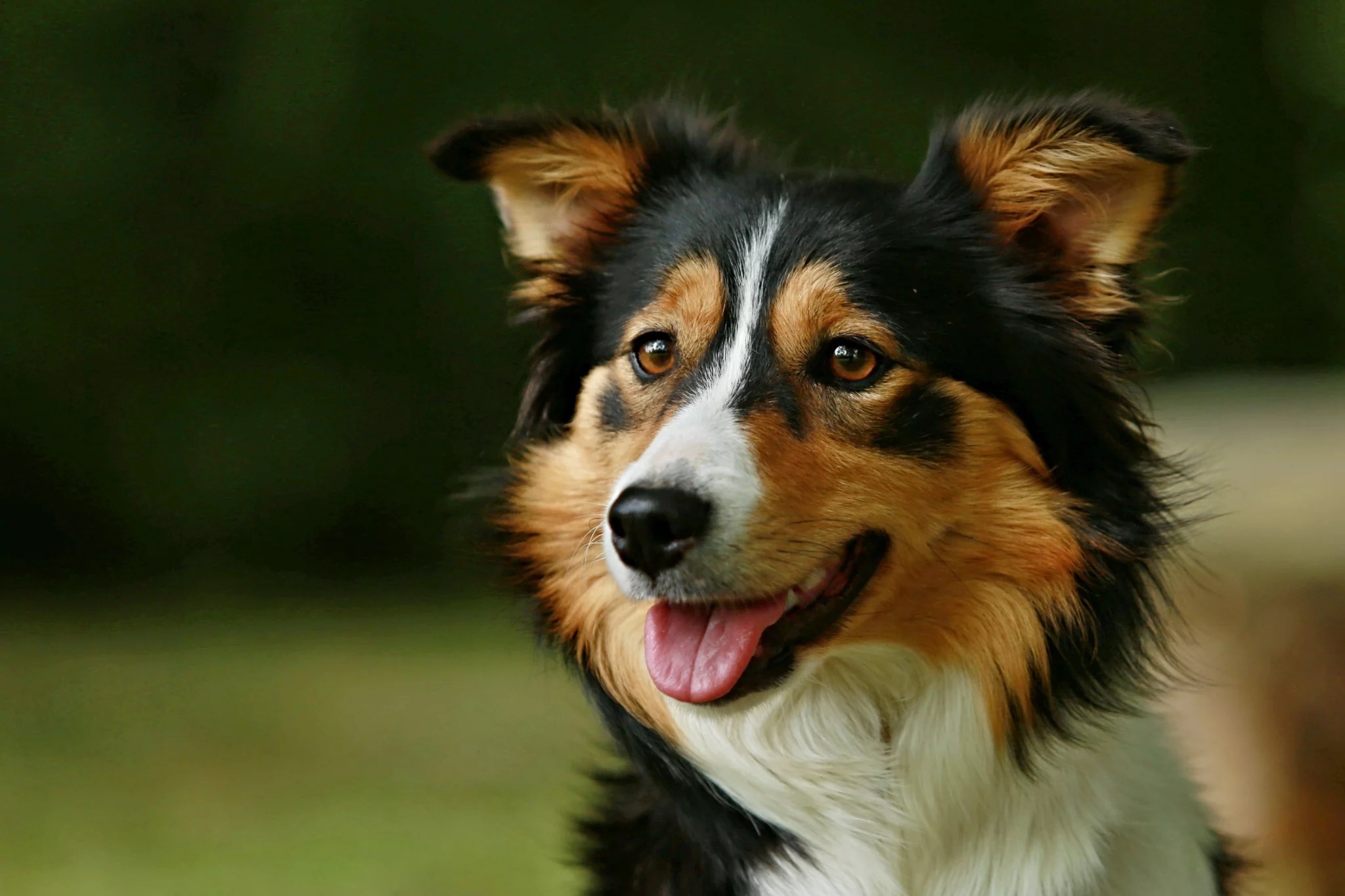 Border Collie For Sale PetsForHomes Australia