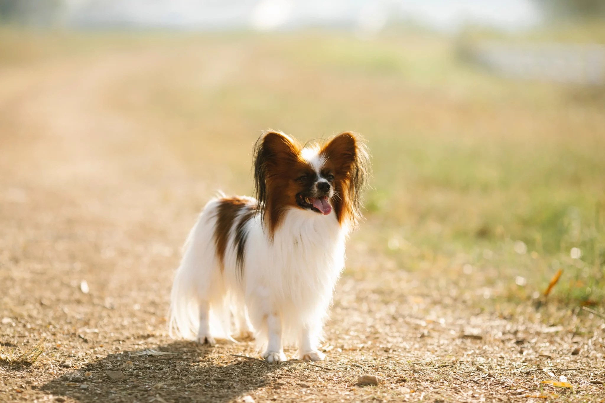 Papillon For Sale PetsForHomes Australia