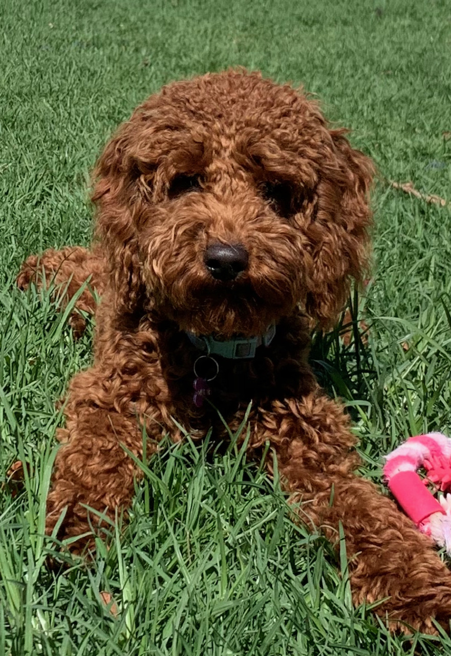 Mini Poodle Stud Cranebrook PetsForHomes
