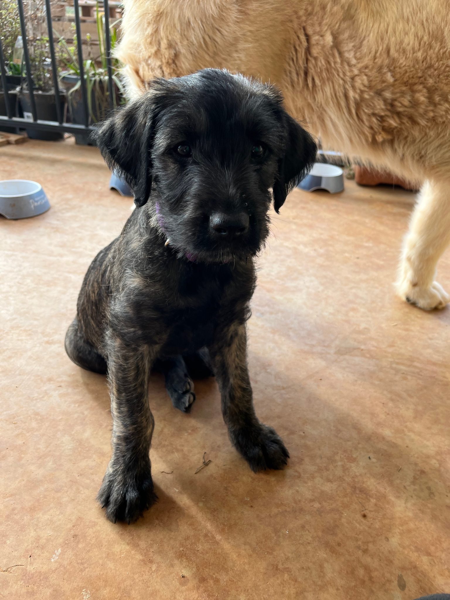 Irish Wolfhound Tabbita PetsForHomes