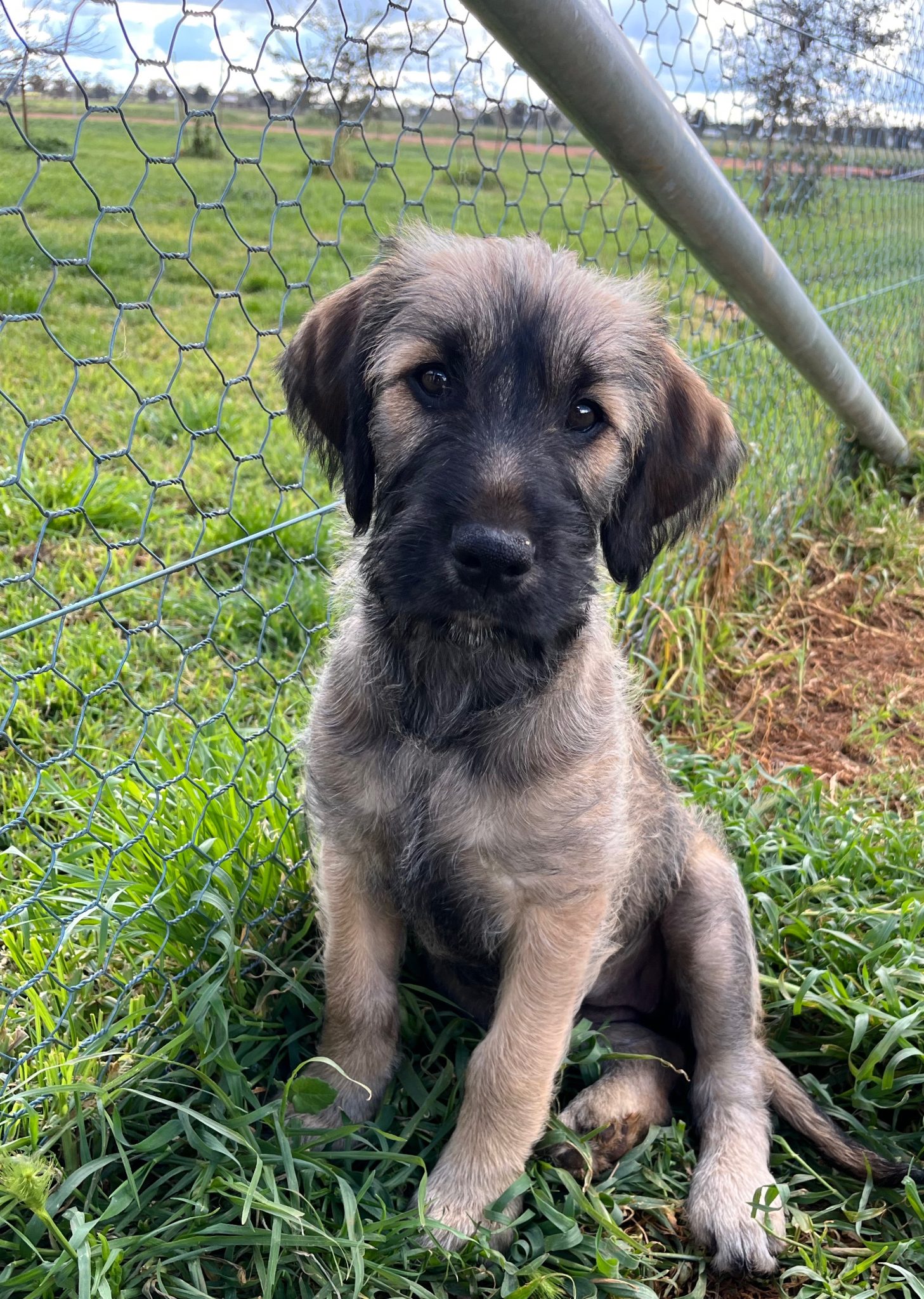 Irish Wolfhound Tabbita PetsForHomes