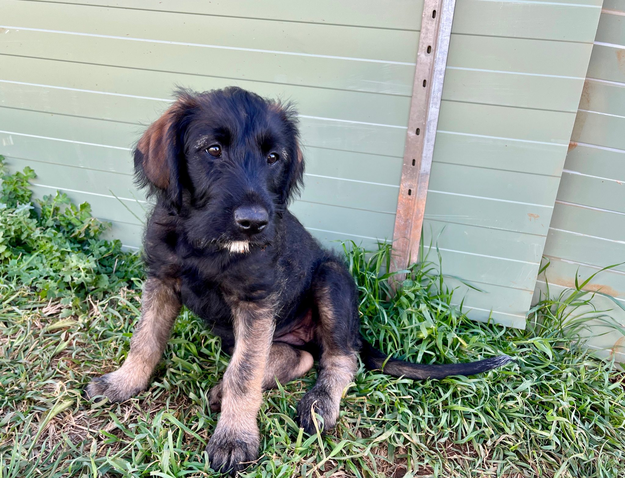 Irish Wolfhound Tabbita PetsForHomes