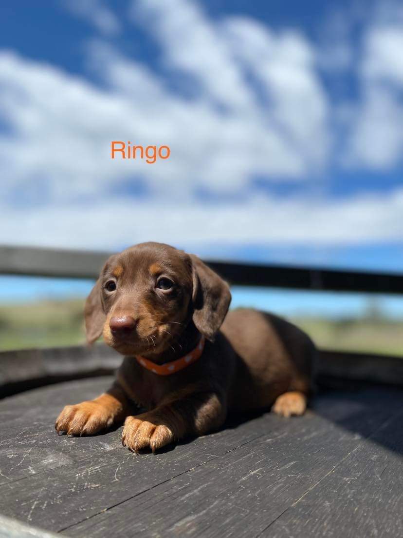 Mini Dachshund Goomeri PetsForHomes