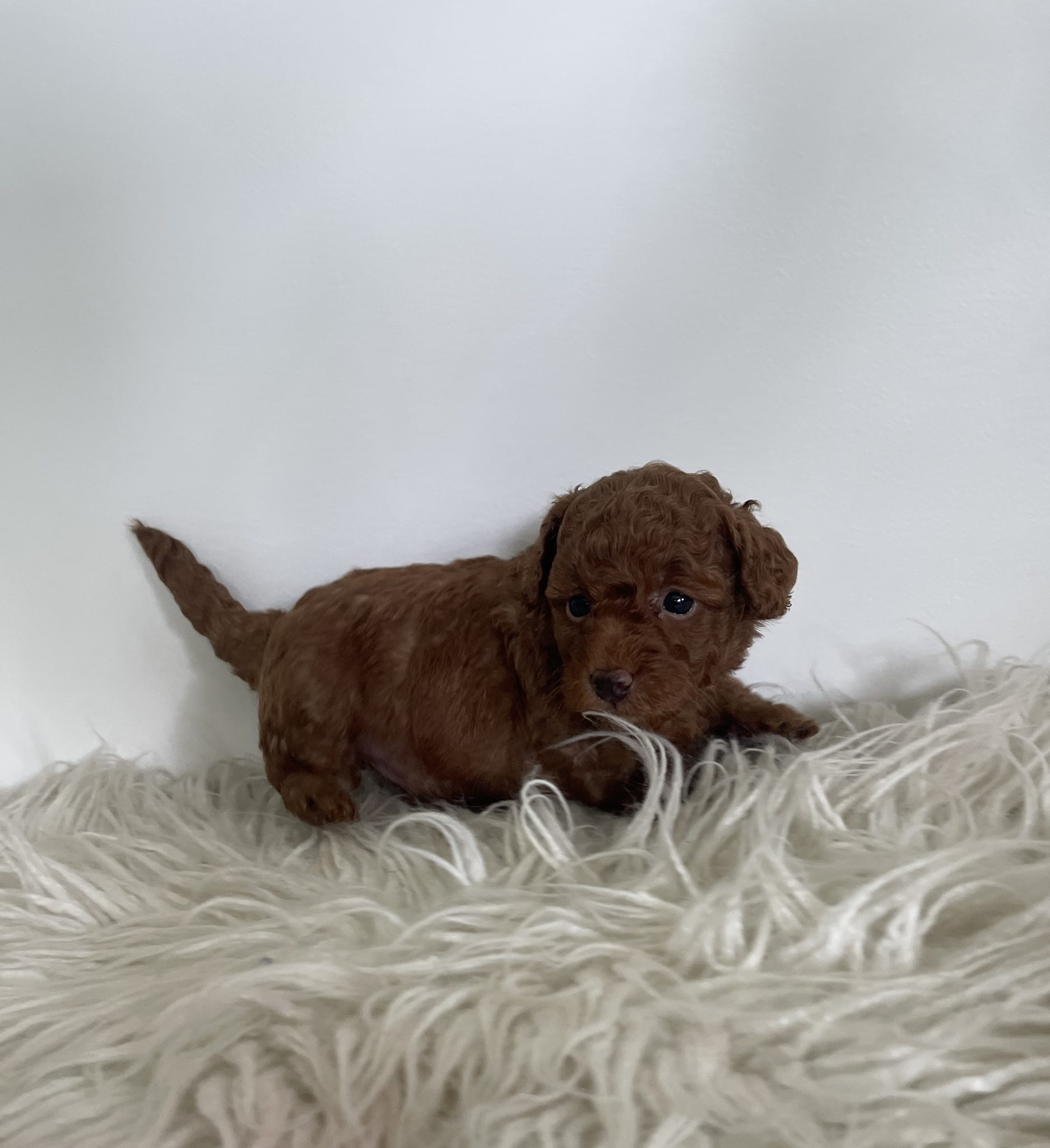 Toy Poodles Gosford PetsForHomes