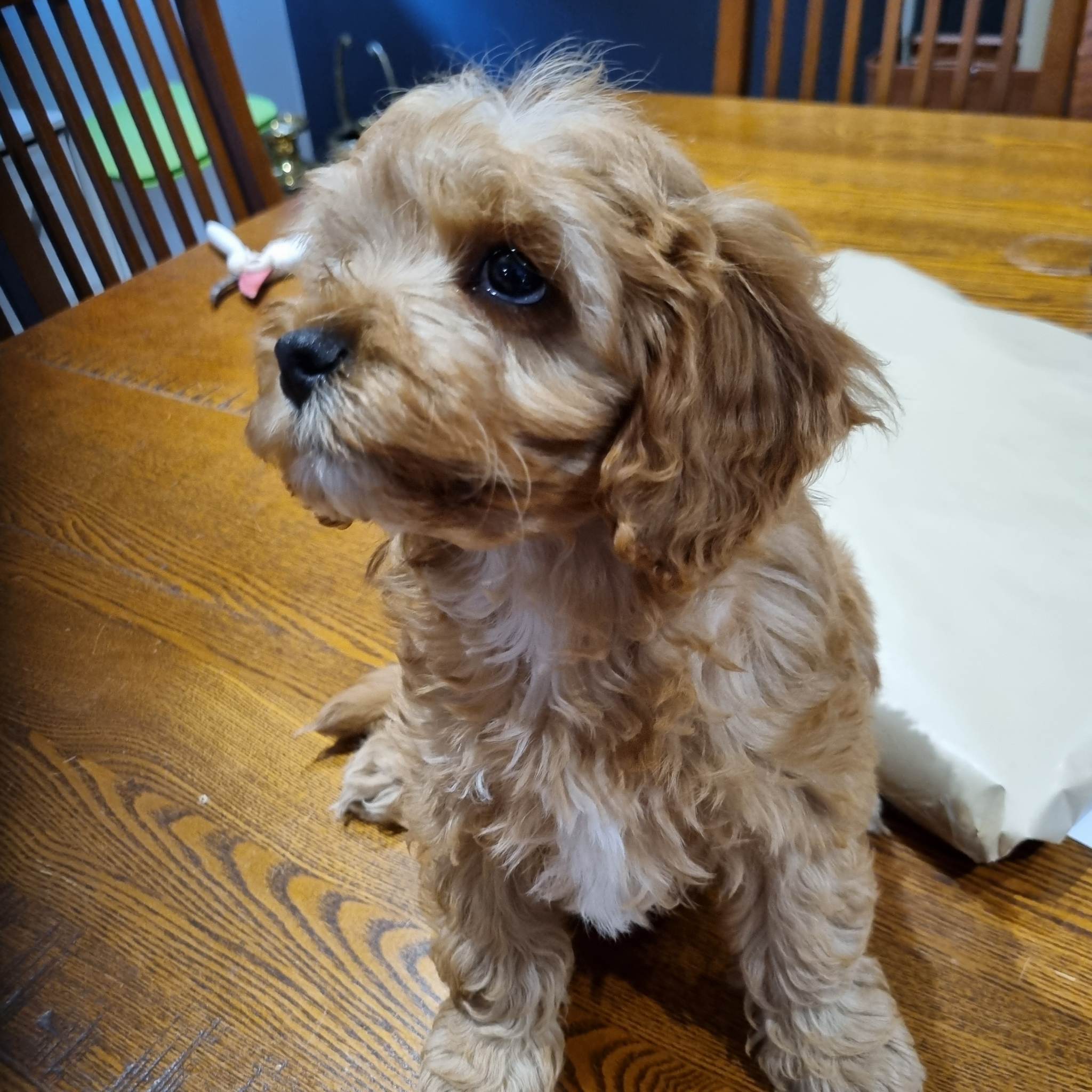 Toy Cavoodle Moama NSW PetsForHomes