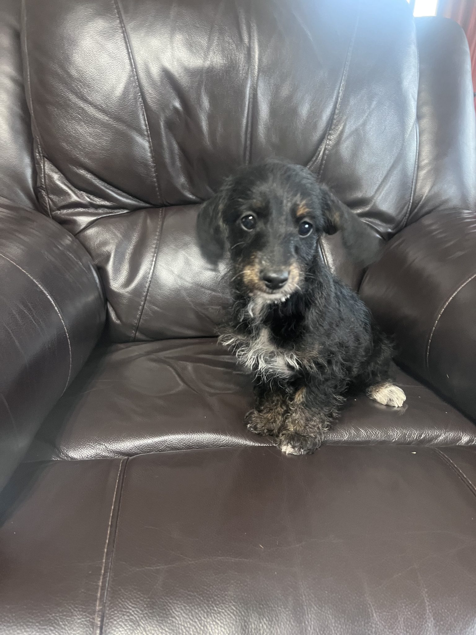 Dachshund X Poodle Carlisle River PetsForHomes