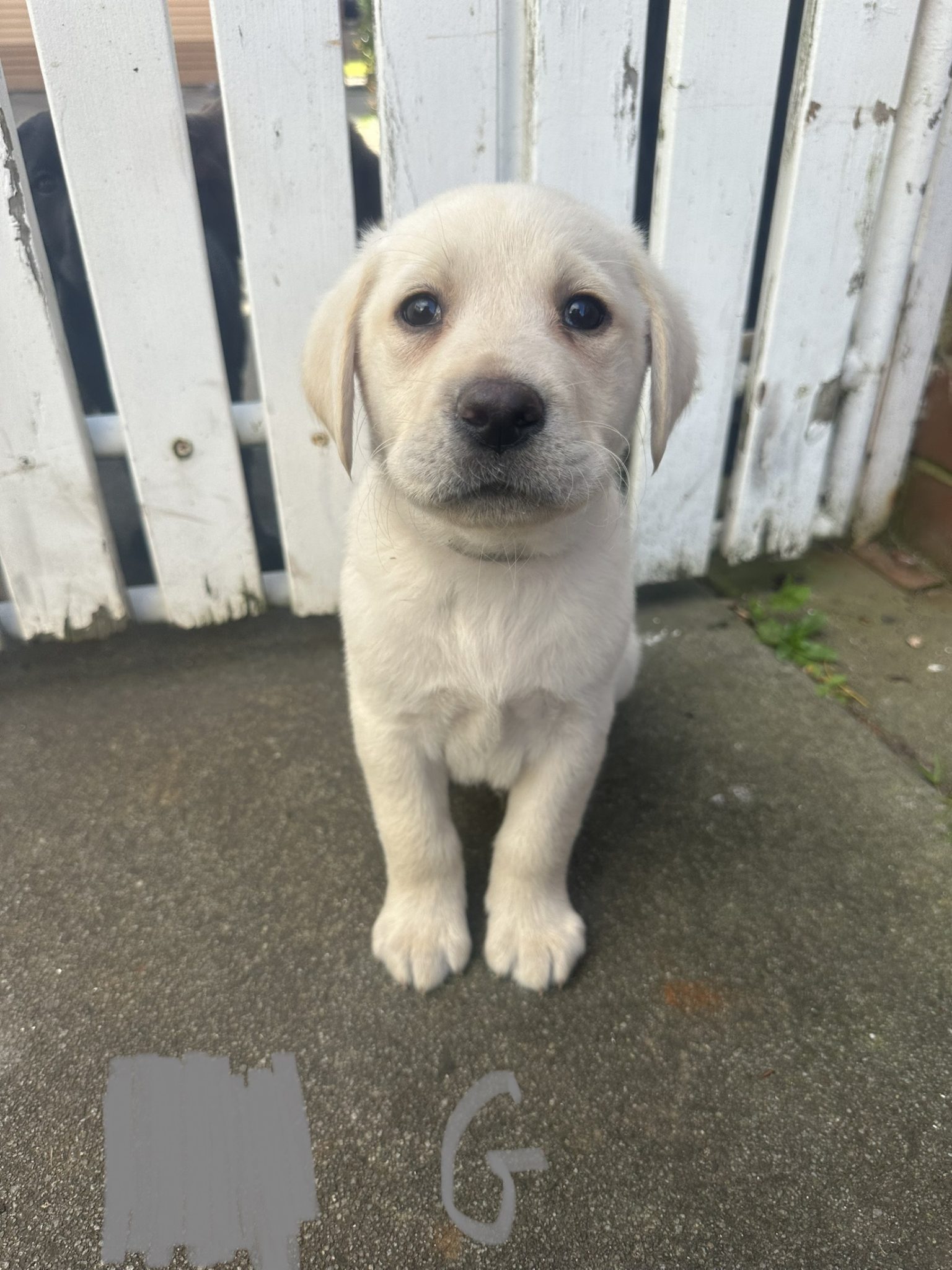 Labrador Morwell VIC PetsForHomes