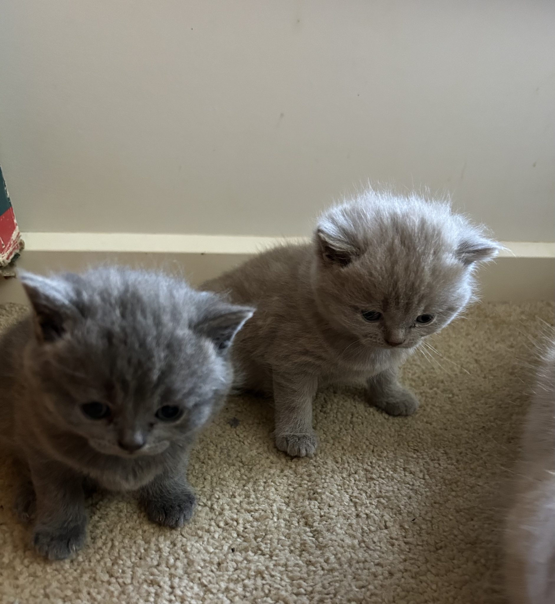 British Shorthair Harkness PetsForHomes
