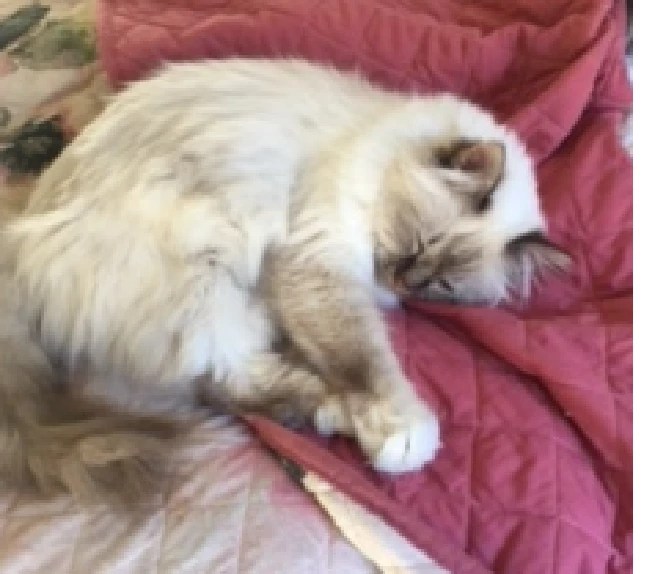 Birman Darawank PetsForHomes