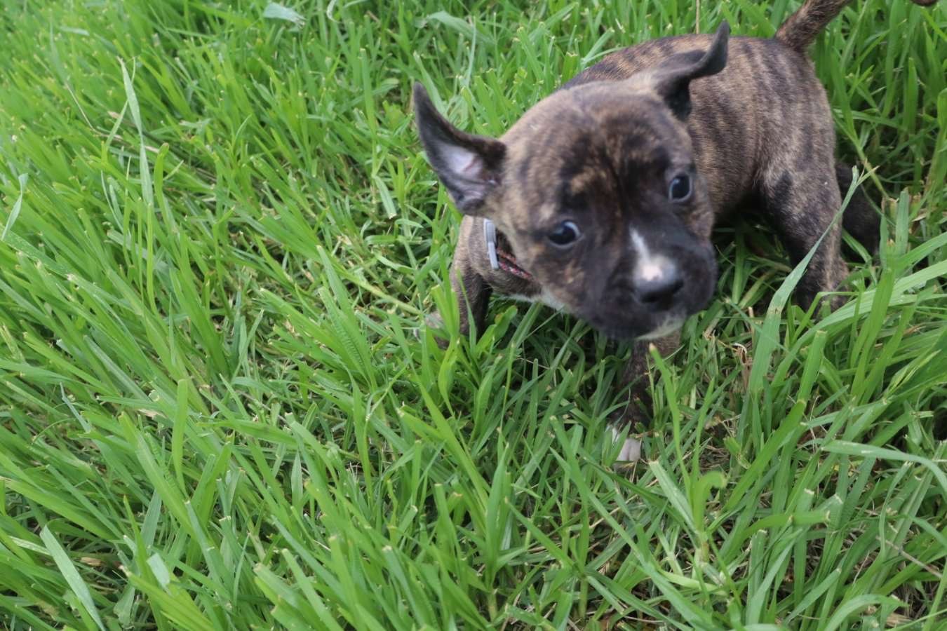 Staffordshire Lesley PetsForHomes