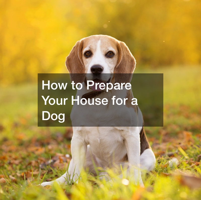 How to Prepare Your House for a Dog Pets For Kids New Channel 8