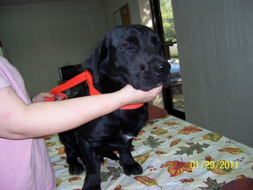 Needy Paws Animal Shelter — Pets for Patriots