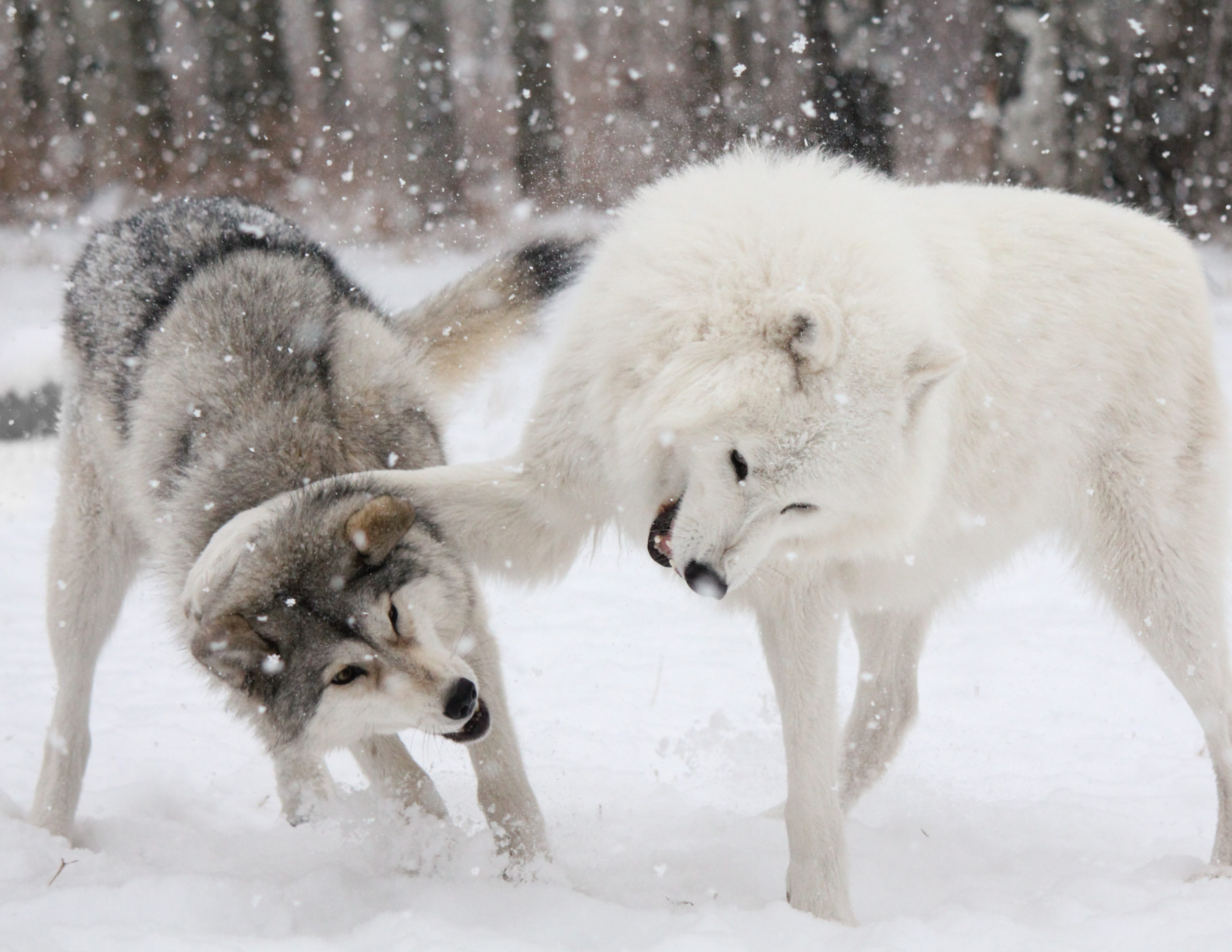 How Much Does A Wolf Dog Cost