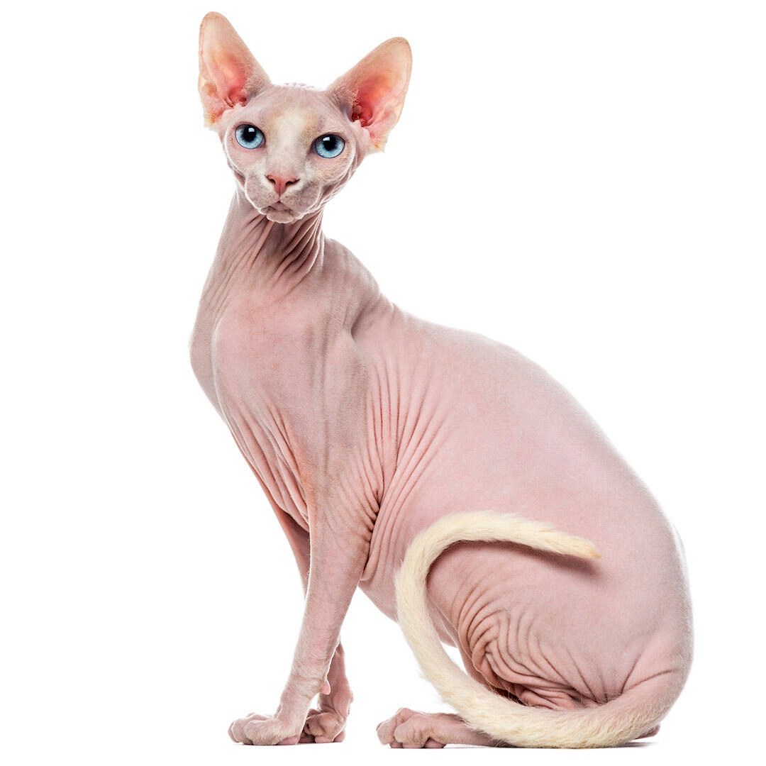 Sphynx Cat Spiritual Meaning Symbolism and Significance