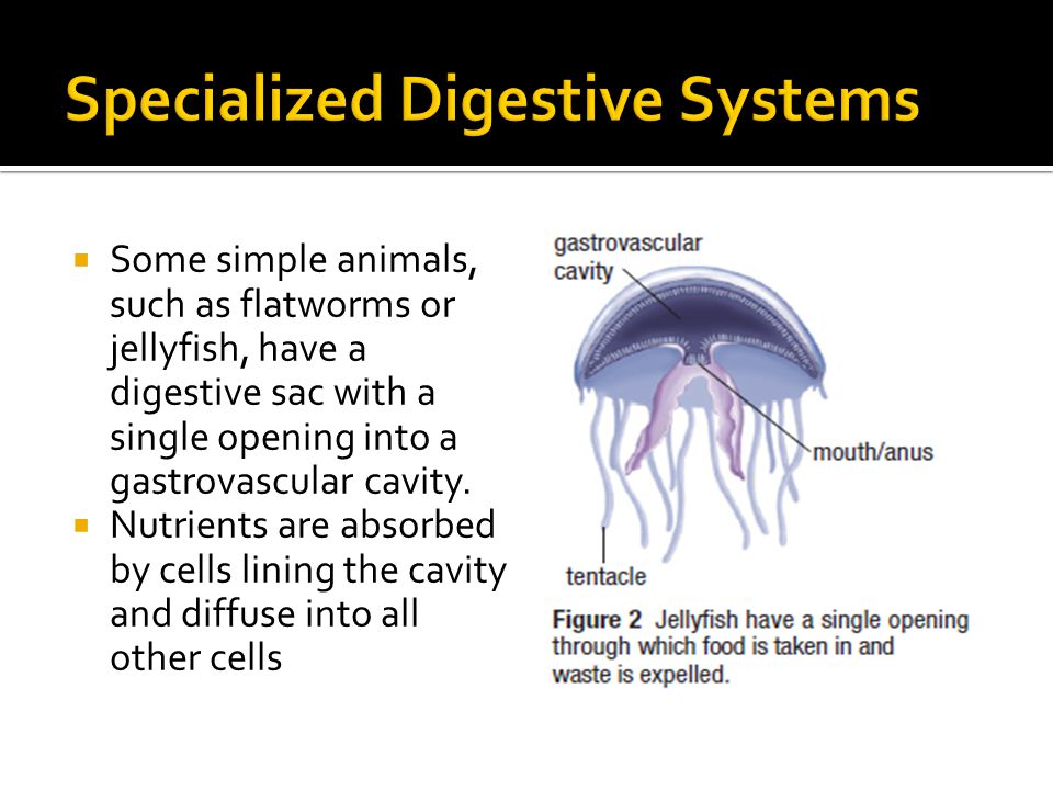 Jellyfish Digestive System