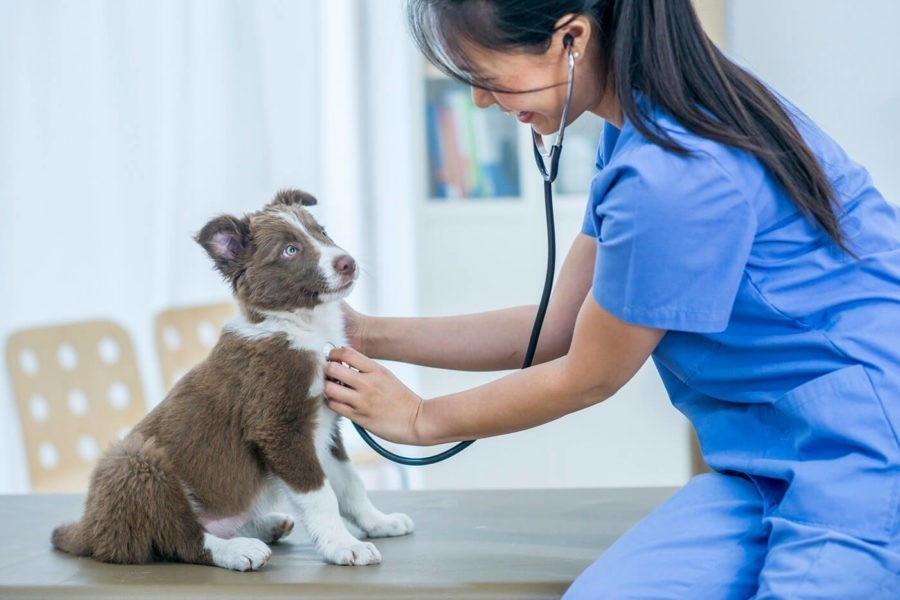 Pet Health Care Plan Avoid Unexpected Fees Pets Heed