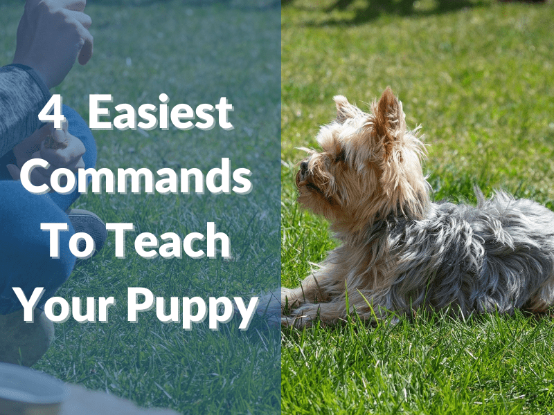 4 Easiest Commands To Teach Your Puppy Pets Heed