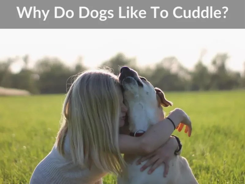 10 Reasons Why Puppy Is Not Eating And How To Solve It