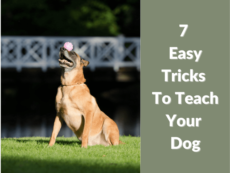 How To Housetraining Your Puppy In 4 Easy Steps Pets Heed