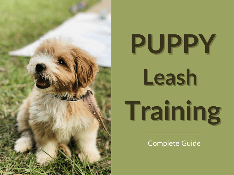 How To Train A Puppy To Walk On The Leash Complete Guide