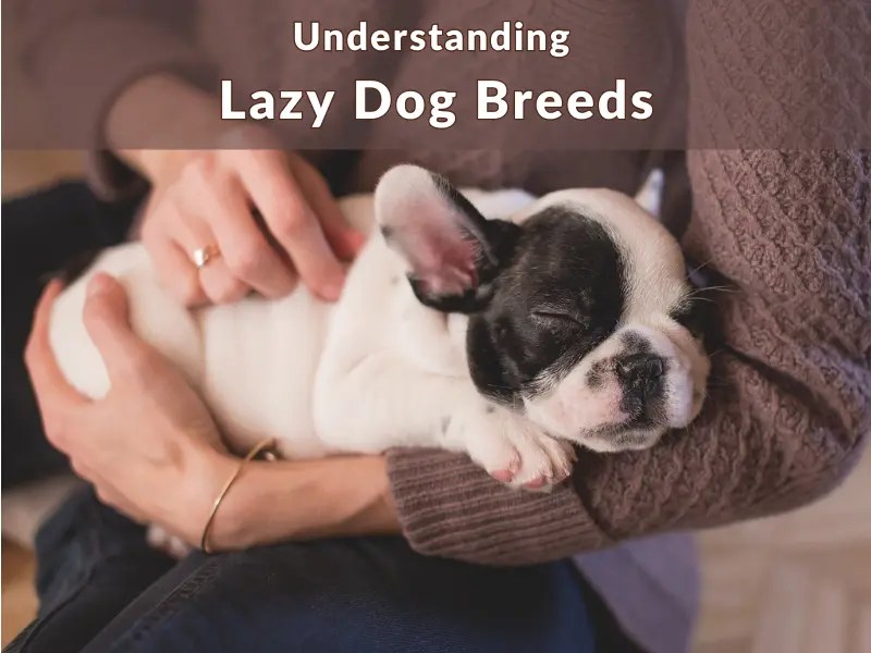 The Complete Guide to Understanding Lazy Dog Breeds Pets Heed