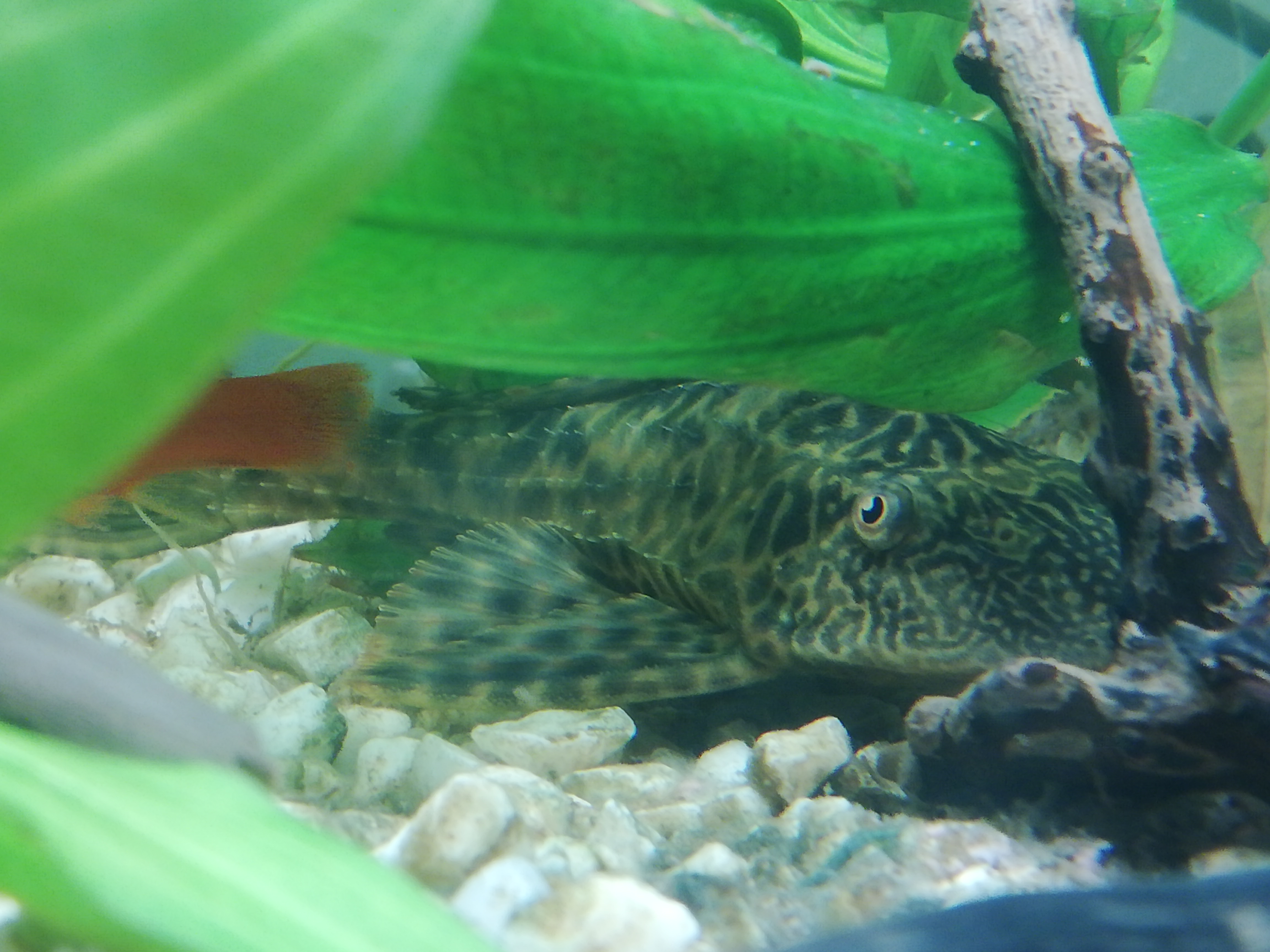 Sucker Fish Tips On How You Can Care And Name Your Pet