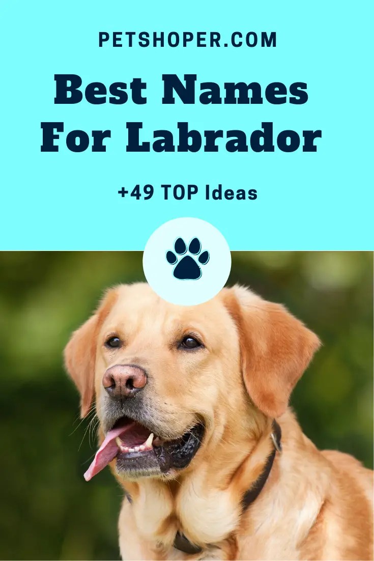 Best Names For Labrador + 49 TOP Ideas