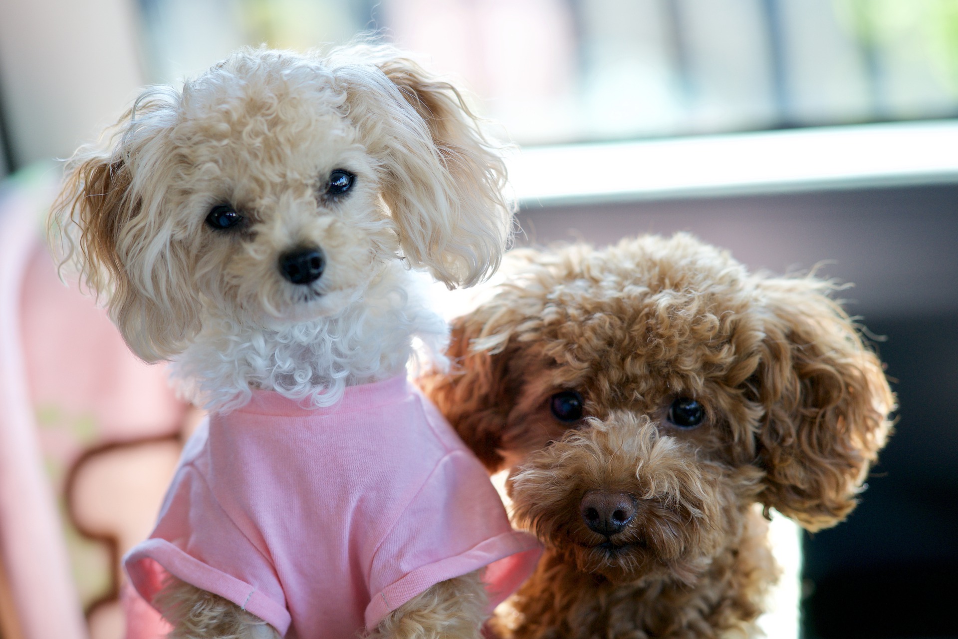 Mini Poodles Interesting Facts You Should Know