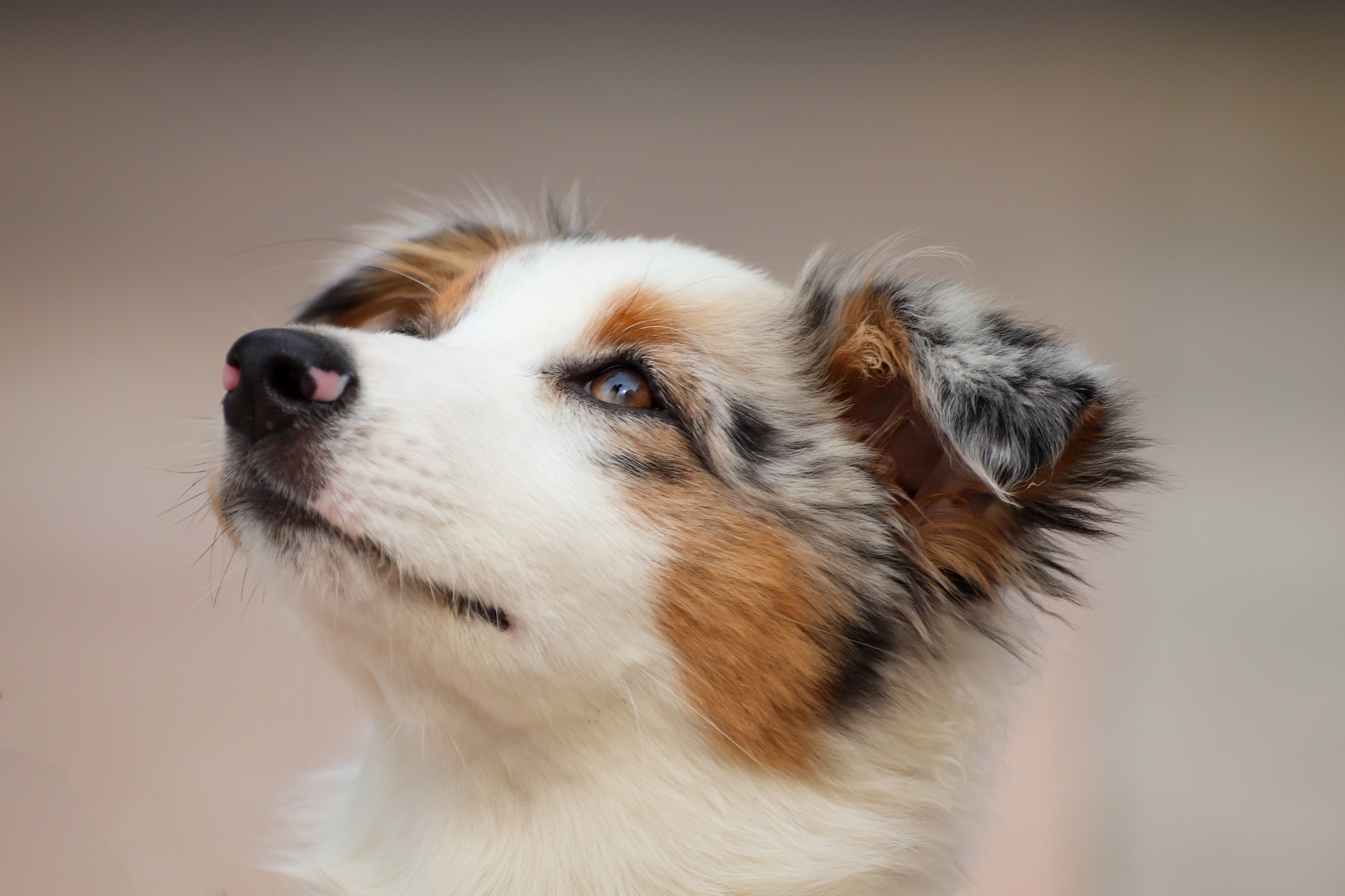 Badass Dog Names For Australian Shepherd [500+ Ideas]
