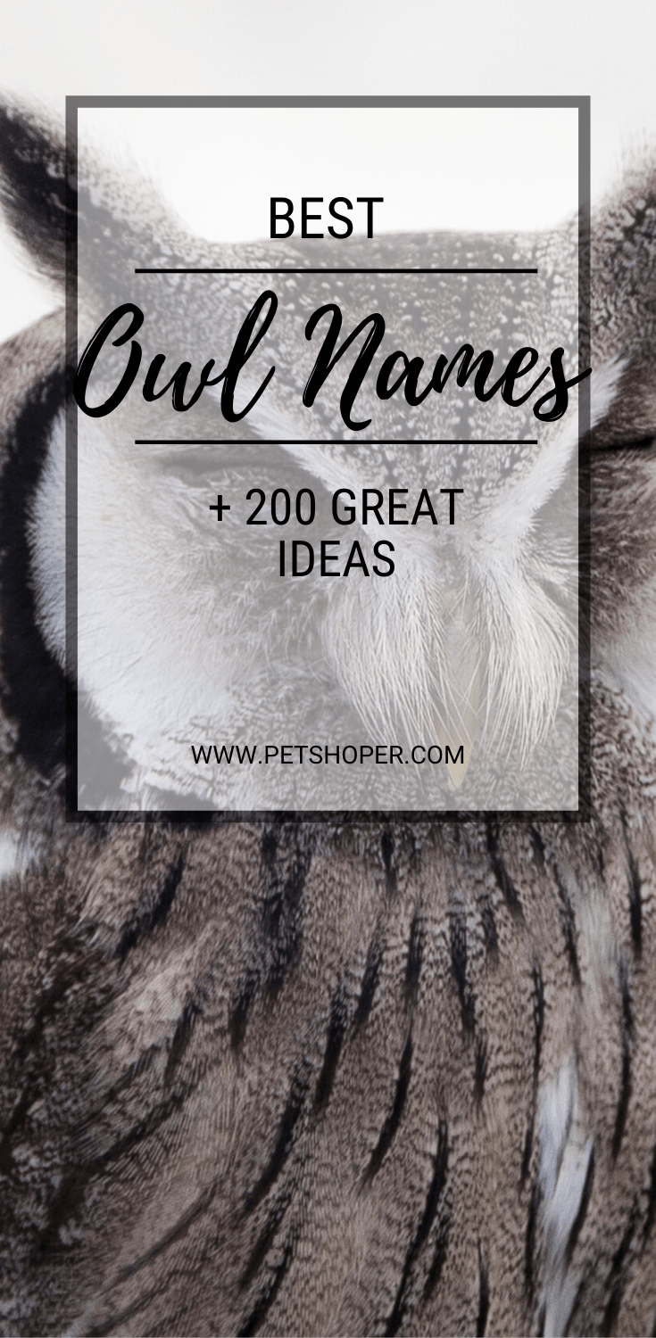 Owl Names +243 TOP Ideas Incl. Harry Potter Owl
