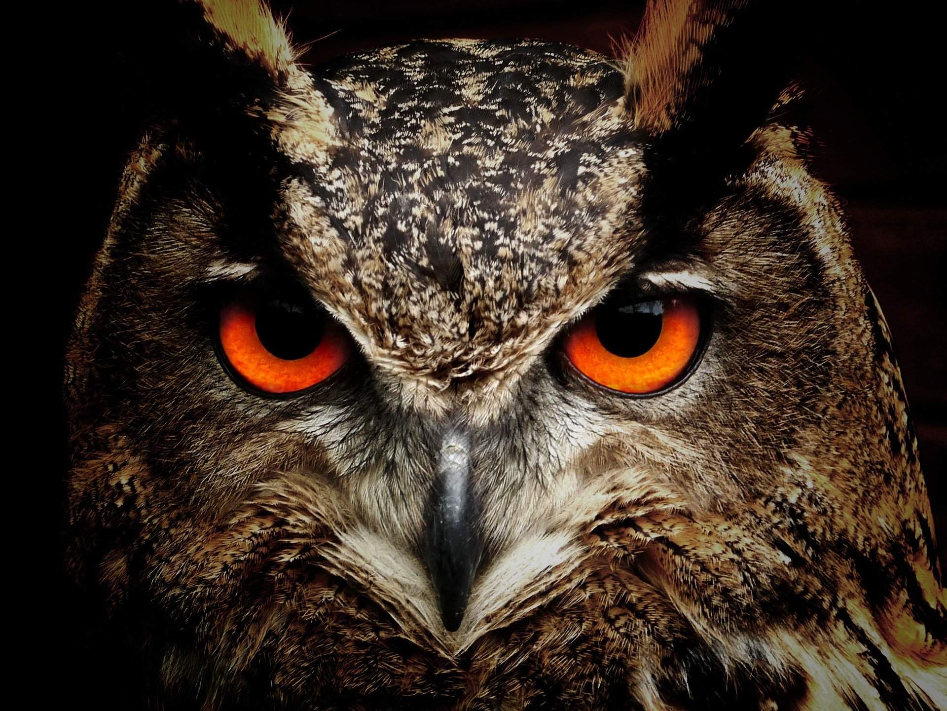 Owl Names +243 TOP Ideas Incl. Harry Potter Owl