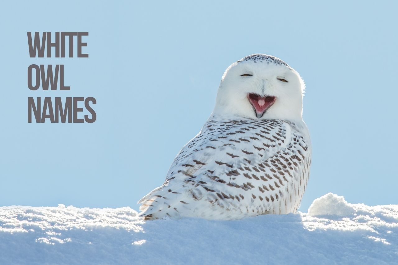 Owl Names +243 TOP Ideas Incl. Harry Potter Owl