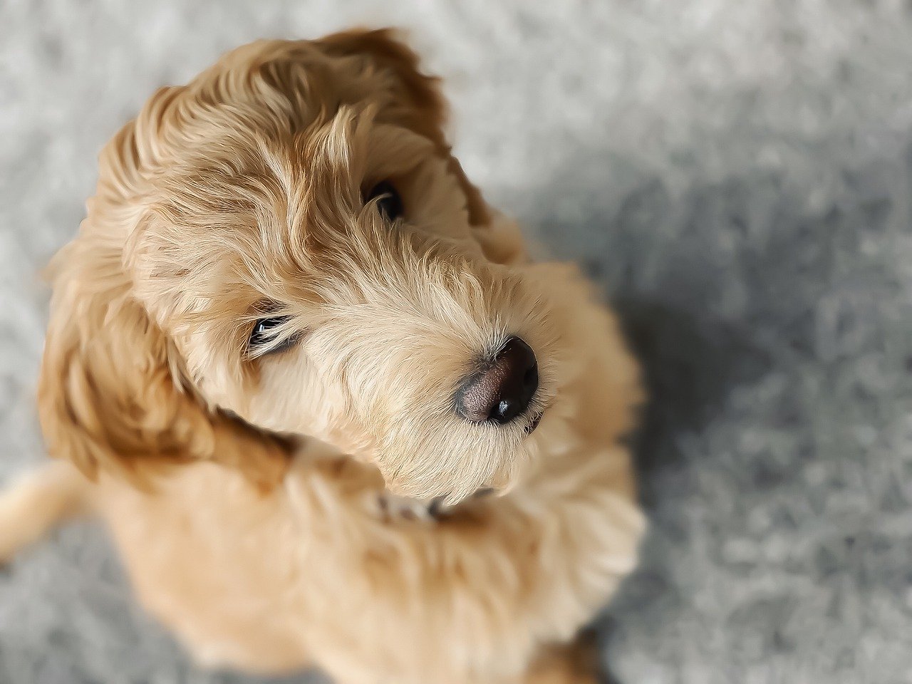Goldendoodle Names +100 CUTE Ideas [Male & Female]