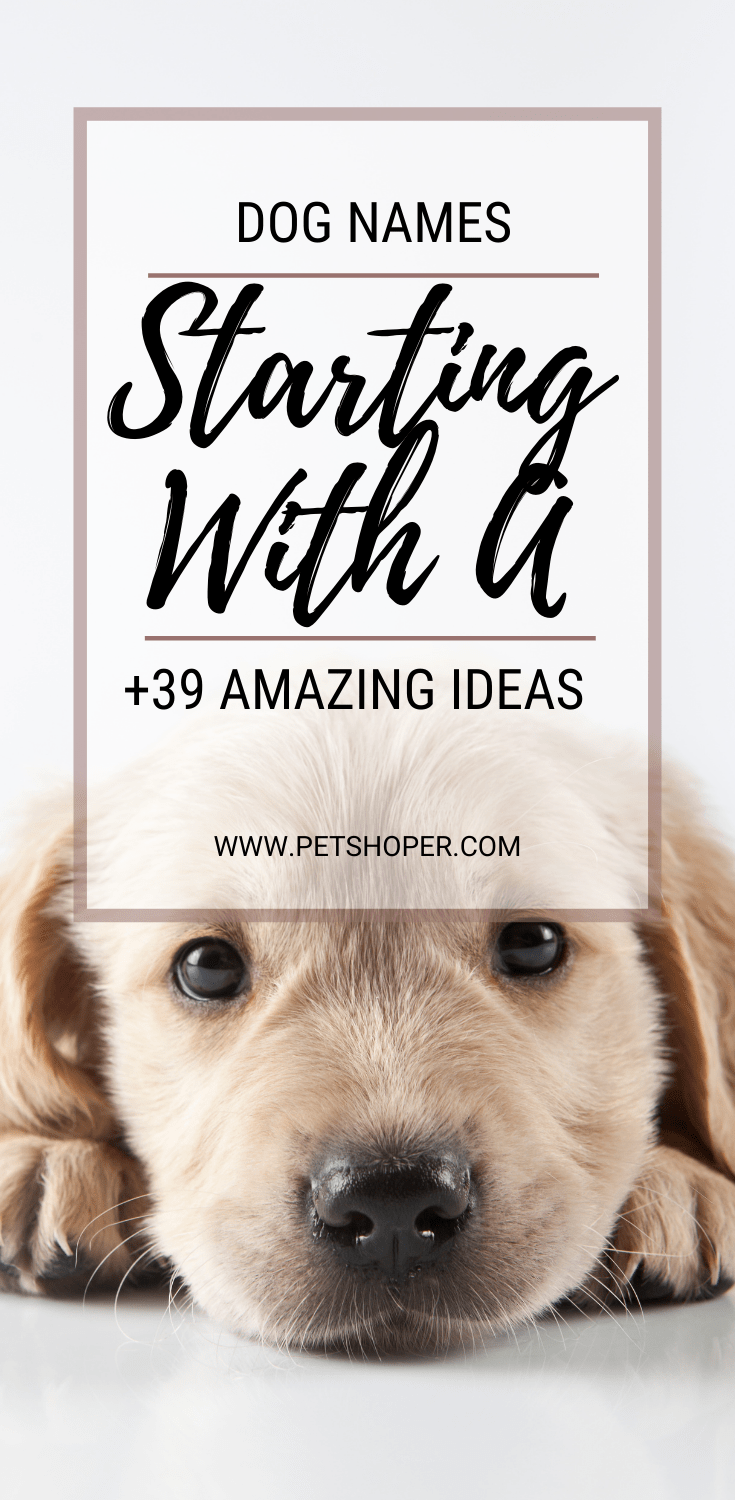 Dog Names Starting With A +41 CUTE Ideas