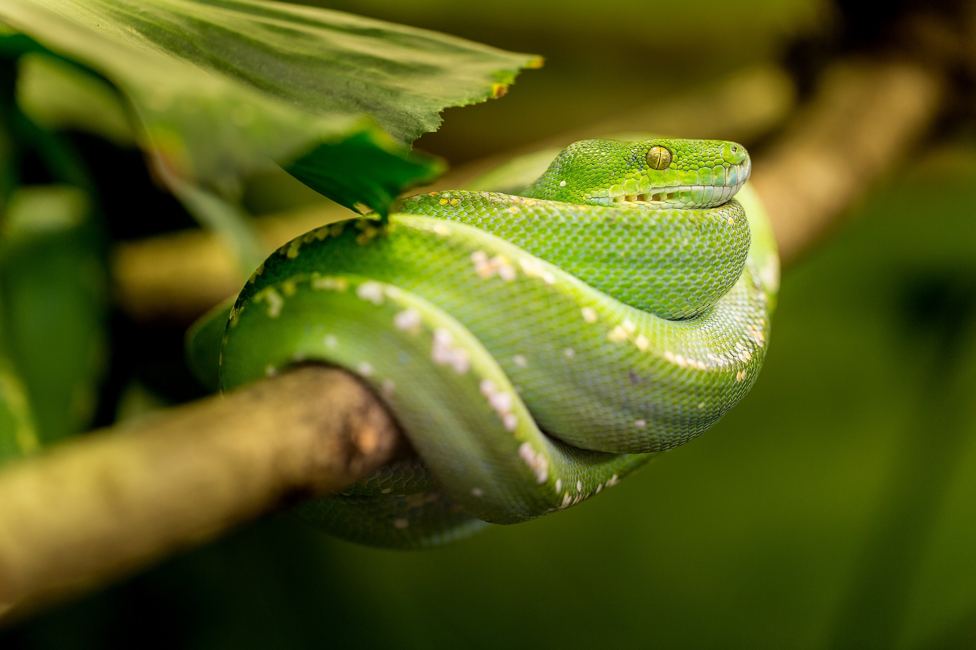 How Intelligent Are Snakes? [Answered] - PetShoper