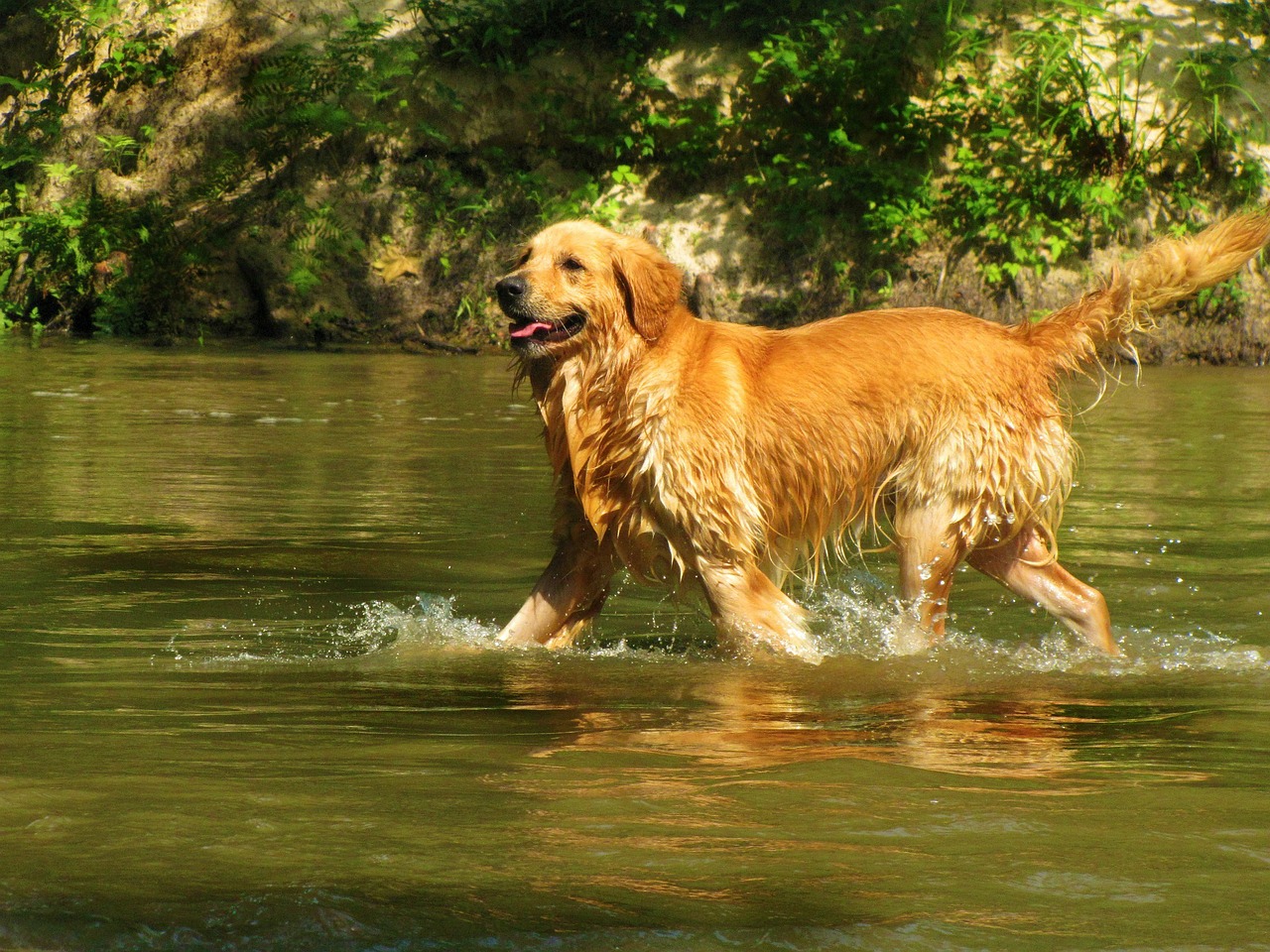 Badass Dog Names For Golden Retriever 273+ [with Video]