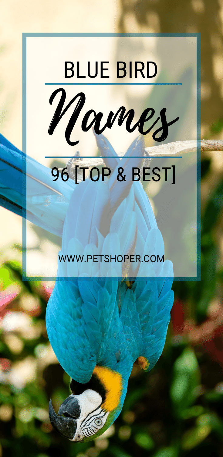 Blue Bird Names 96 [TOP & BEST] Names for Blue Birds