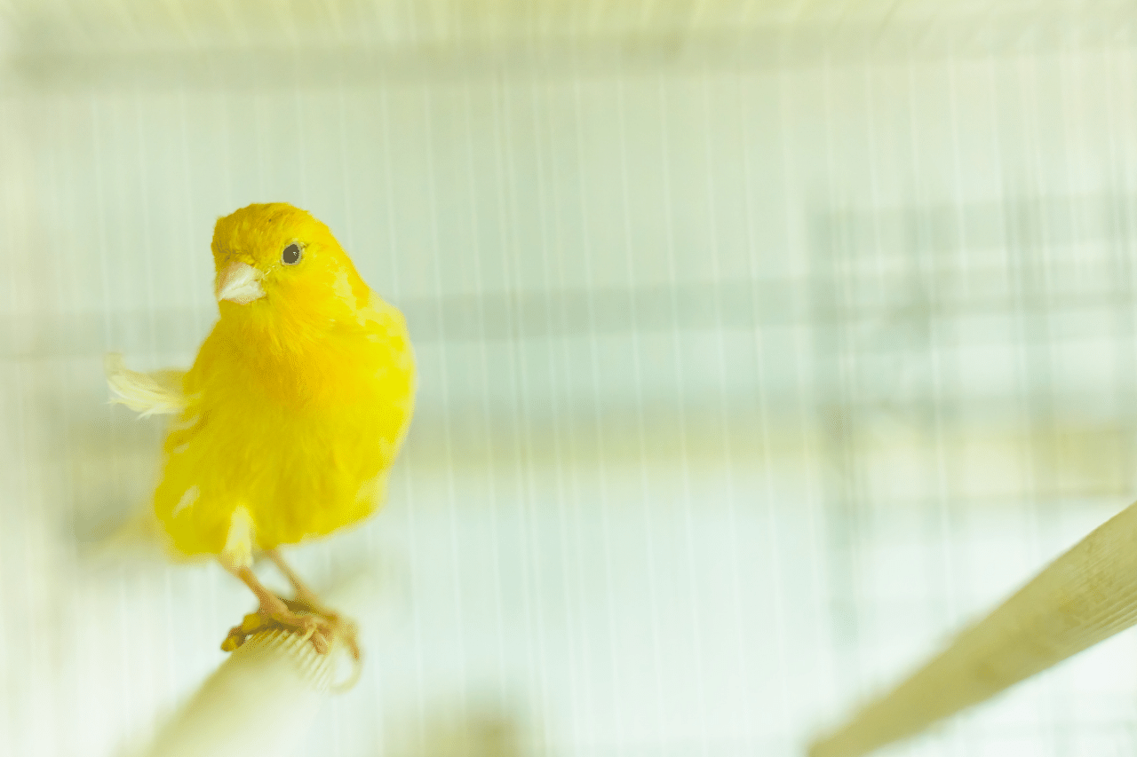 Yellow Bird Names 96 [Cute & TOP] Names for Yellow Birds