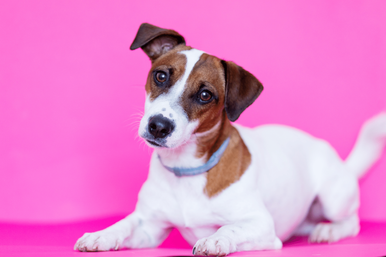 Unique Girl Dog Names 319+Cutest & Ideas